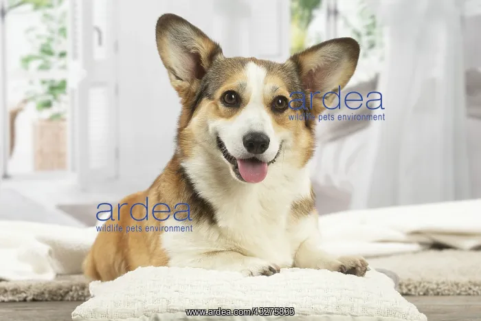 : Corgi dog indoors : Corgi dog indoors
