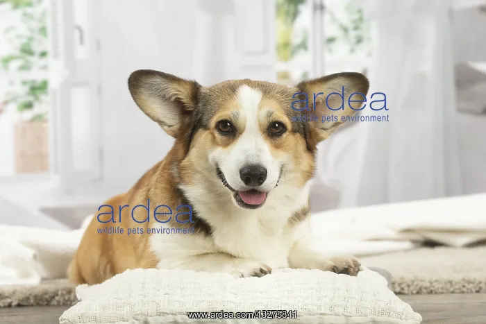 : Corgi dog indoors : Corgi dog indoors