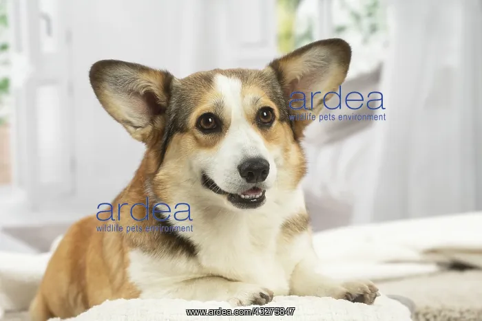 : Corgi dog indoors : Corgi dog indoors