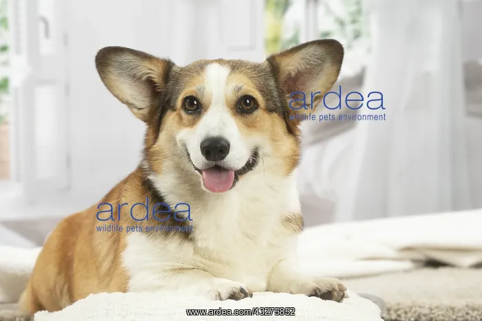 : Corgi dog indoors : Corgi dog indoors
