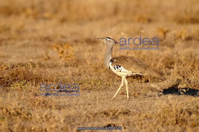 : Cori Bustard - standing in evening light : Cori Bustard - standing in evening light