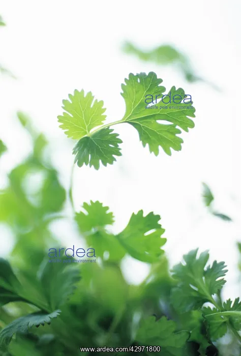 : Coriander, Coriandrum sativum : Coriander, Coriandrum sativum
