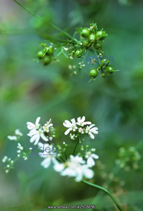 : Coriander, Coriandrum sativum : Coriander, Coriandrum sativum