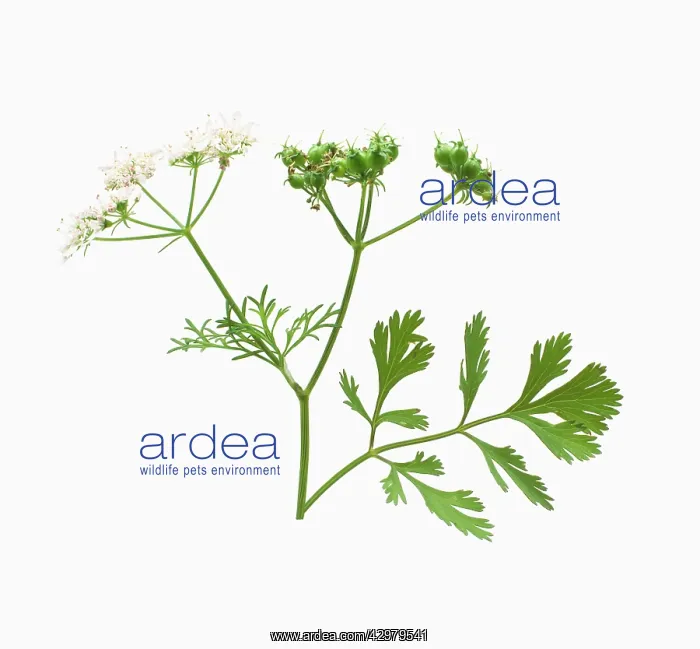 : Coriander, Coriandrum sativum : Coriander, Coriandrum sativum