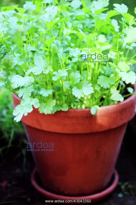 : Coriander, Coriandrum sativum : Coriander, Coriandrum sativum