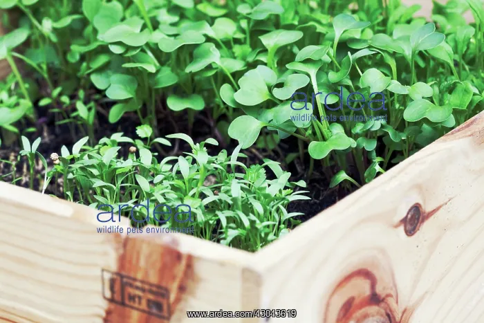 : Coriander, Coriandrum sativum : Coriander, Coriandrum sativum