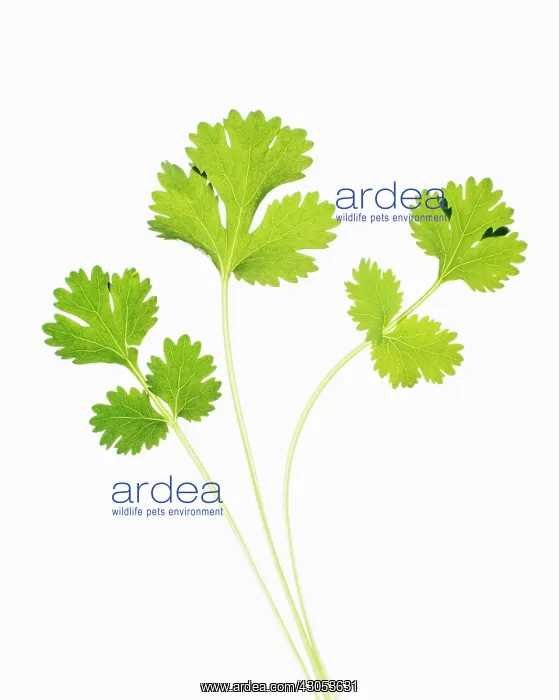 : Coriander, Coriandrum sativum : Coriander, Coriandrum sativum