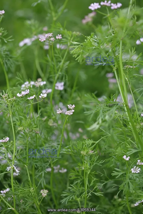 : Coriander, Coriandrum sativum : Coriander, Coriandrum sativum