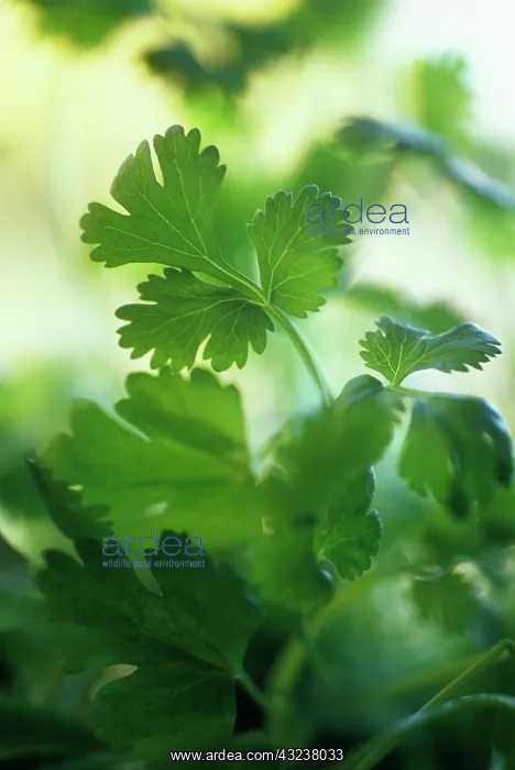  : Coriander, Coriandrum sativum