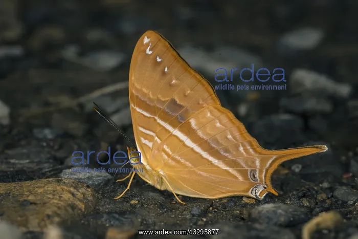  : Corinna Daggerwing butterfly (Marpesia corinna)