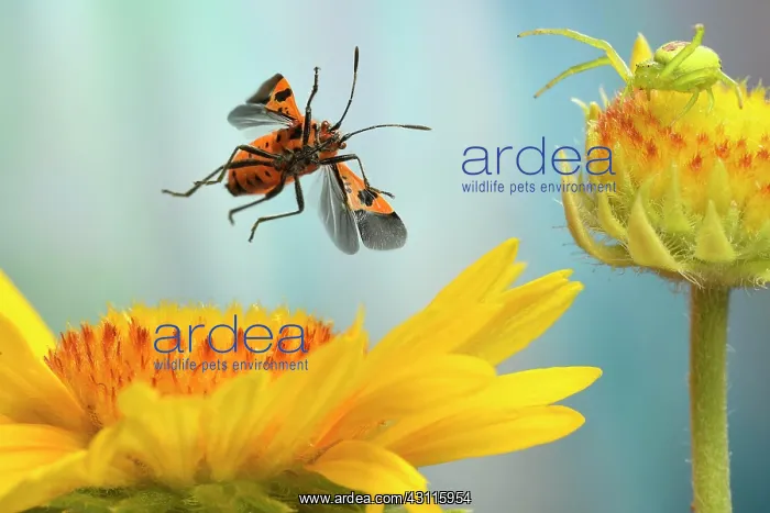 : Corizus hyoscyami (Corizus hyoscyami) flies over : Corizus hyoscyami (Corizus hyoscyami) flies over