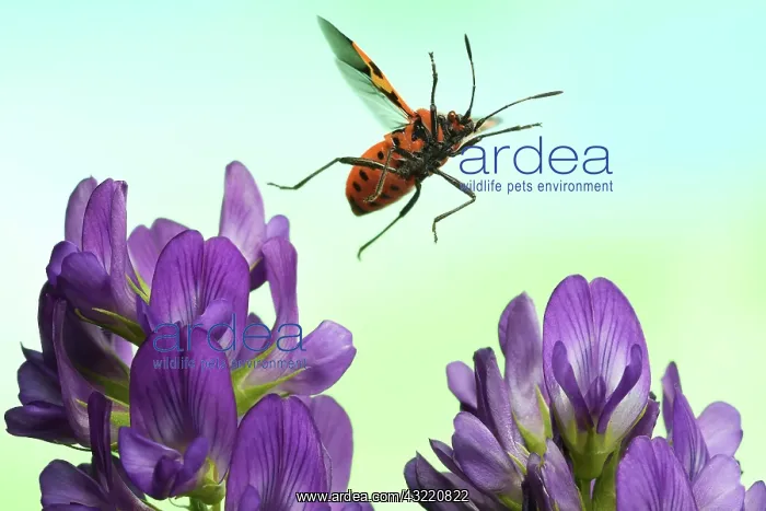 : Corizus hyoscyami (Corizus hyoscyami), in flight : Corizus hyoscyami (Corizus hyoscyami), in flight