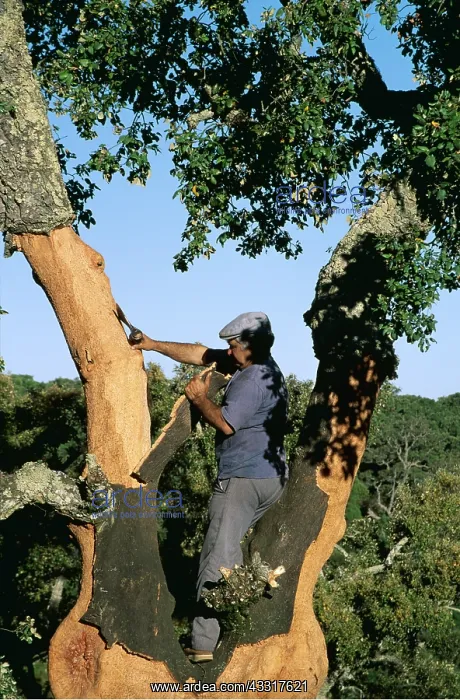 : CORK - men stripping bark : CORK - men stripping bark