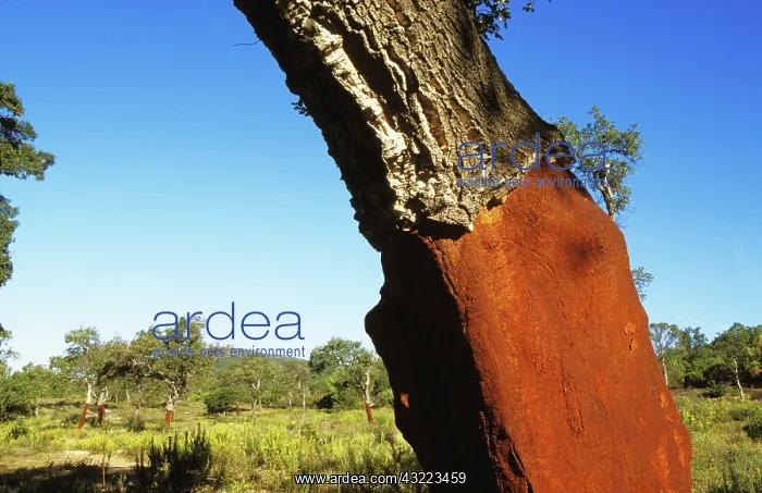 : Cork oak. Close up of the bark and trunk of a cork oak tree (Quercus suber) : Cork oak. Close up of the bark and trunk of a cork oak tree (Quercus suber)