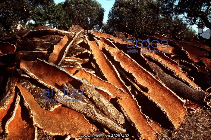  : CORK OAK