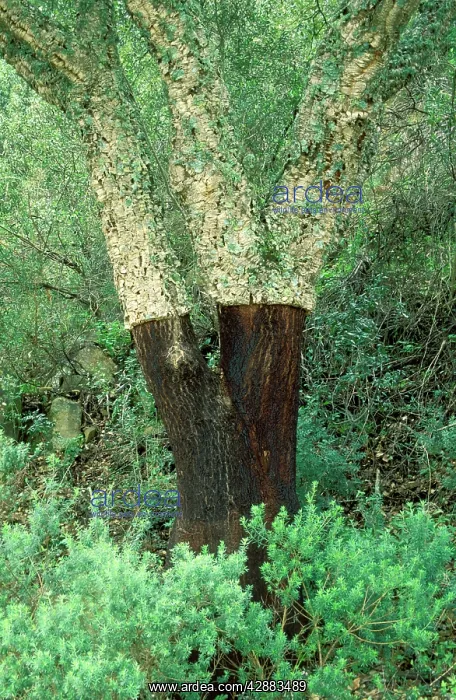 : Cork Oak - Its bark has not been stripped for quite : Cork Oak - Its bark has not been stripped for quite