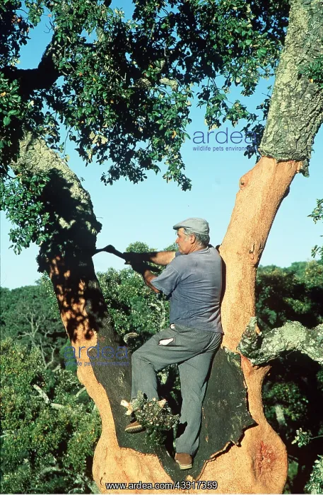 : CORK OAK CUTTING - man collecting cork bark : CORK OAK CUTTING - man collecting cork bark