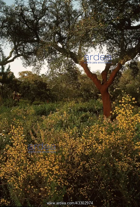 : CORK OAK FOREST : CORK OAK FOREST