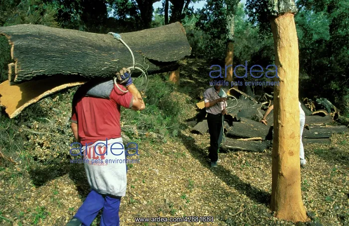 : Cork Oak - Having his shoulder protected with a : Cork Oak - Having his shoulder protected with a