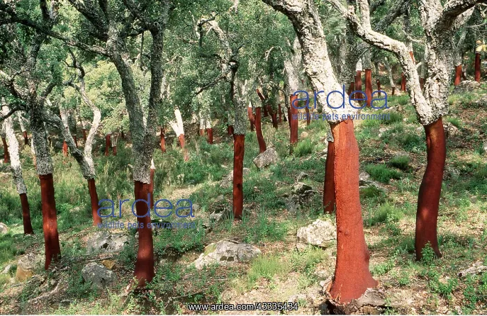 : CORK OAK PLANTATION - Recently peeled bark from trunks : CORK OAK PLANTATION - Recently peeled bark from trunks