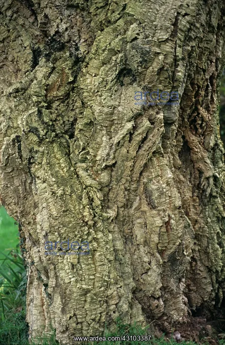 : Cork oak (Quercus suber) bark : Cork oak (Quercus suber) bark