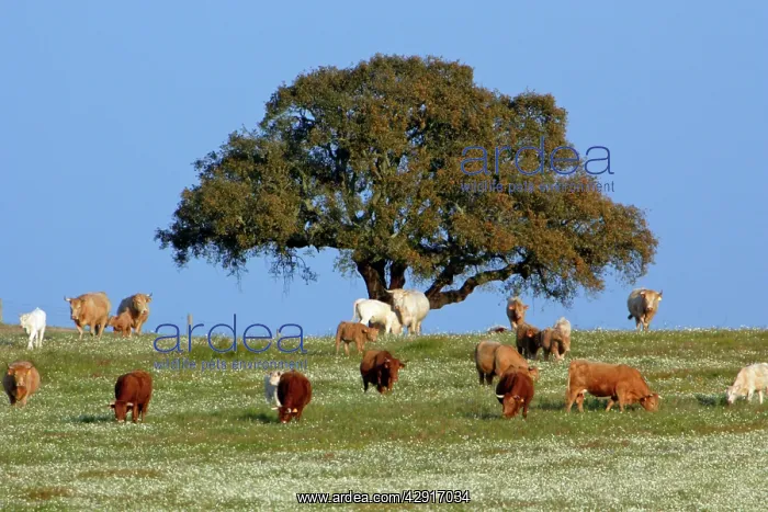 : Cork Oak - single tree on pasture : Cork Oak - single tree on pasture