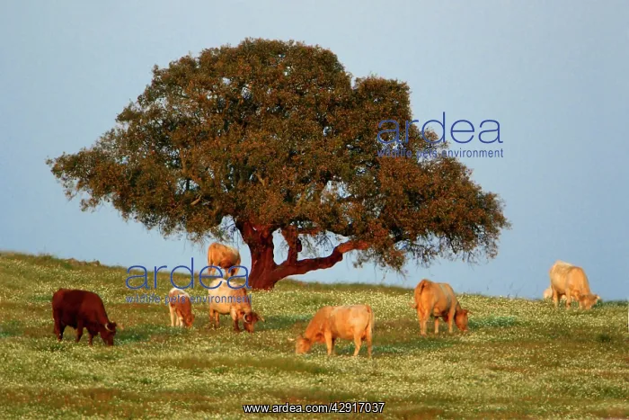 : Cork Oak - single tree on pasture : Cork Oak - single tree on pasture