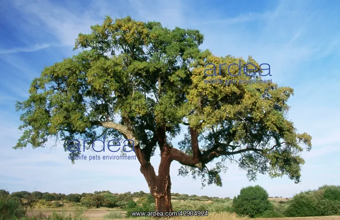  : CORK OAK TREE