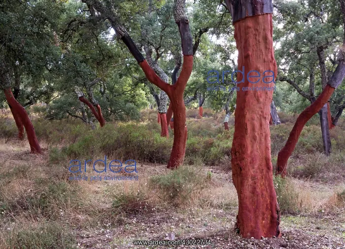 : Cork Oak Trees - recently stripped : Cork Oak Trees - recently stripped
