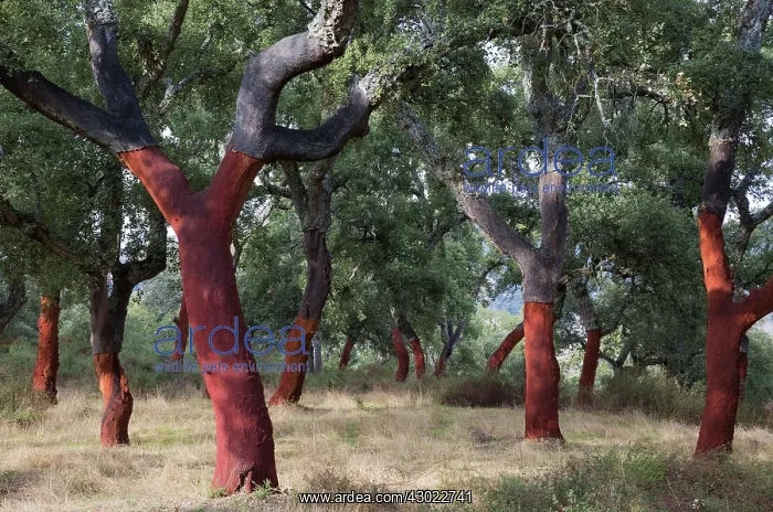 : Cork Oak Trees - recently stripped : Cork Oak Trees - recently stripped