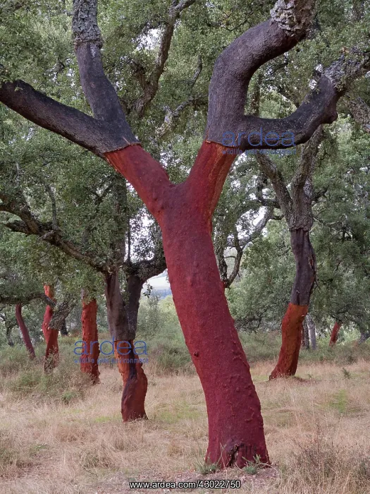 : Cork Oak Trees - recently stripped : Cork Oak Trees - recently stripped