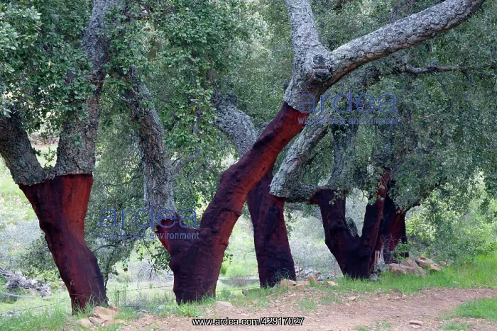 : Cork Oak - trees with stripped stems : Cork Oak - trees with stripped stems