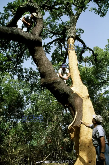 : CORK OAKS - men strip bark : CORK OAKS - men strip bark
