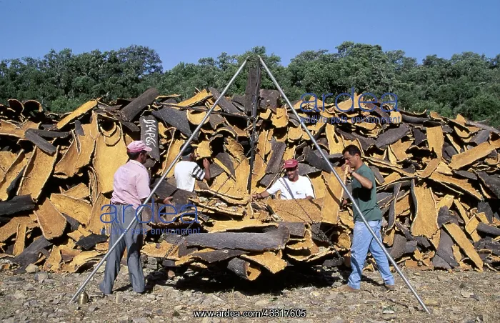 : CORK OAKS - stripped bark : CORK OAKS - stripped bark