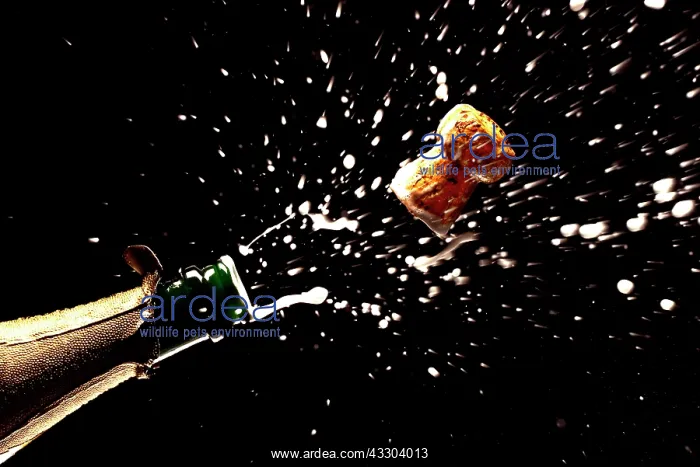 : Cork popping from a champagne bottle : Cork popping from a champagne bottle