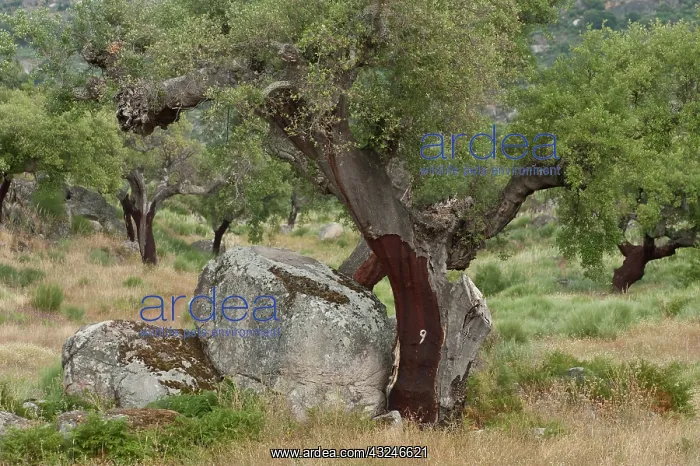 : Cork Trees. Showing where bark has recently : Cork Trees. Showing where bark has recently