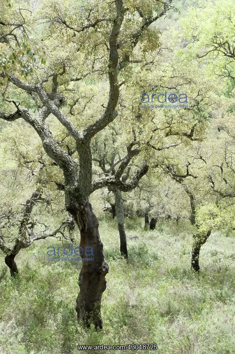 : Corkoak, Quercus suber : Corkoak, Quercus suber