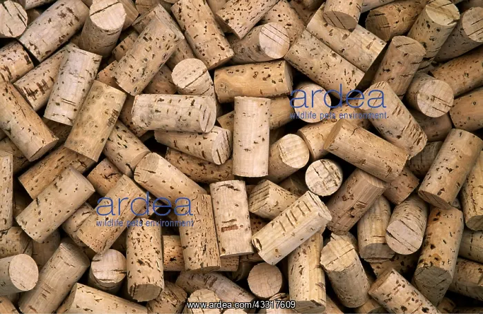 : CORKS - close-up : CORKS - close-up