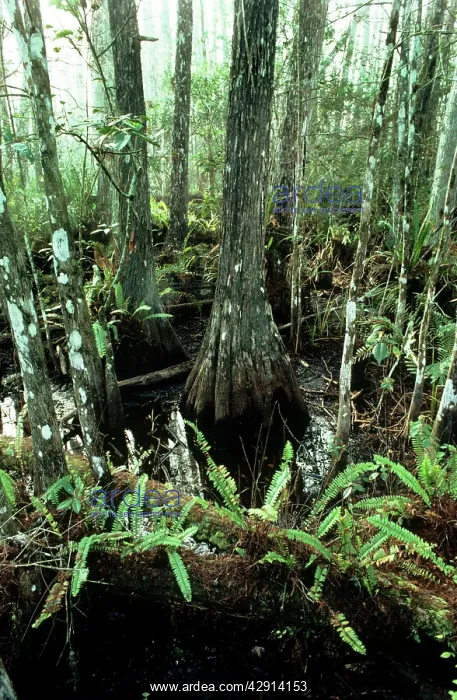 : Corkscrew Swamp Sanctuary - ferns and pond : Corkscrew Swamp Sanctuary - ferns and pond
