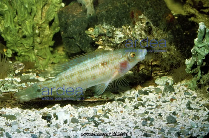  : CORKWING WRASSE