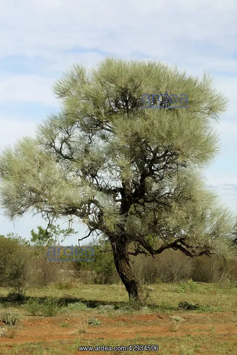 : Corkwood Tree : Corkwood Tree
