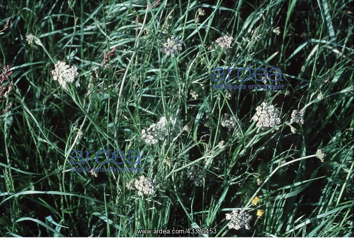 : CORKY FRUITED WATER DROPWORT : CORKY FRUITED WATER DROPWORT