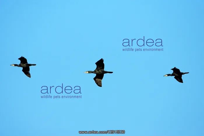 : Cormorant - 3 birds in flight : Cormorant - 3 birds in flight