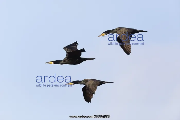 : Cormorant - 3 birds in flight, Island of Texel, Holland : Cormorant - 3 birds in flight, Island of Texel, Holland