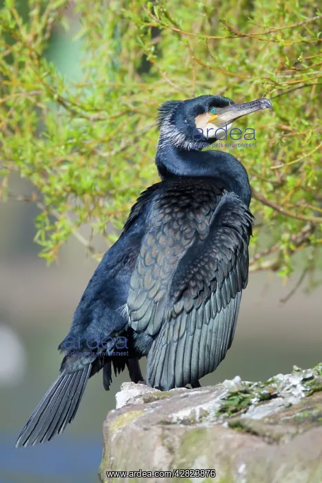 : Cormorant (Phalacrocorax carbo). Cornwall - UK : Cormorant (Phalacrocorax carbo). Cornwall - UK