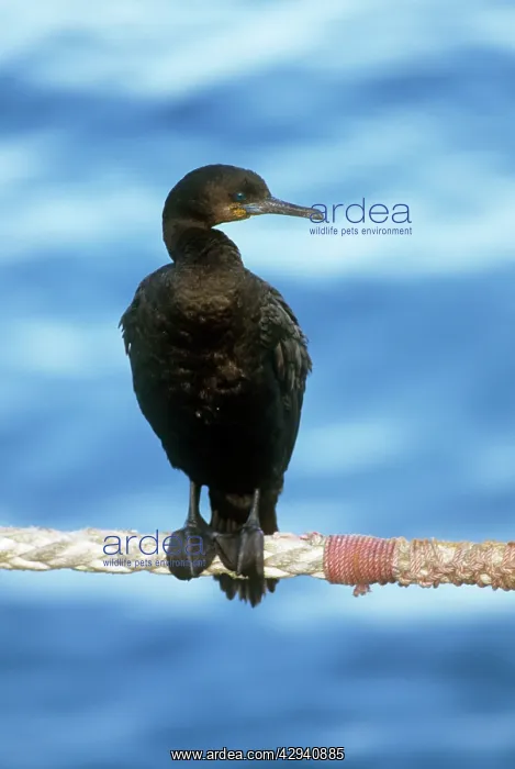 : Cormorant (Phalacrocorax capensis). Capetown, South Africa : Cormorant (Phalacrocorax capensis). Capetown, South Africa