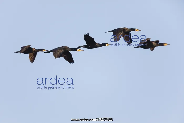 : Cormorant - 5 birds in flight, Island of Texel, Holland : Cormorant - 5 birds in flight, Island of Texel, Holland