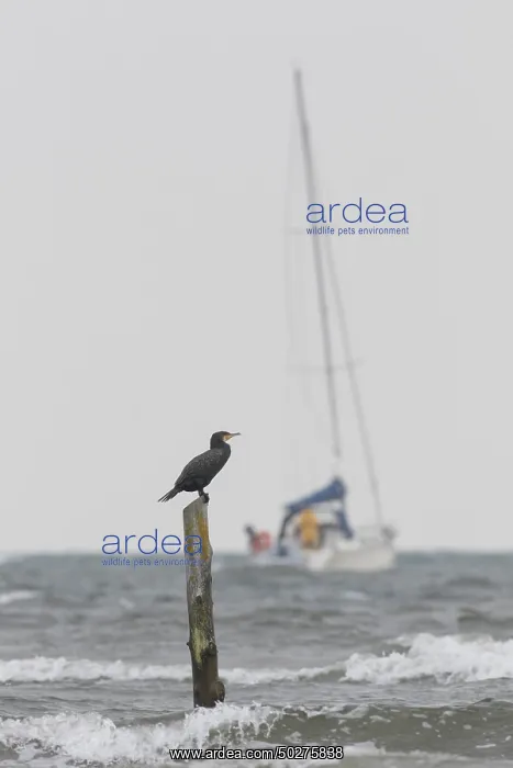 : Cormorant. Great cormorant - bird resting on a post - Germany : Cormorant. Great cormorant - bird resting on a post - Germany