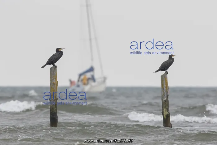 : Cormorant. Great cormorant - bird resting on a post - Germany : Cormorant. Great cormorant - bird resting on a post - Germany