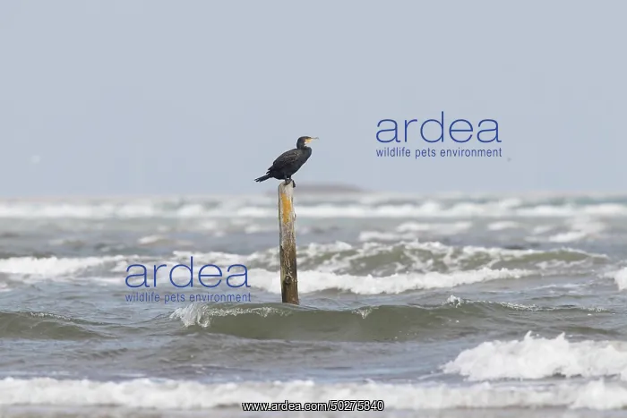 : Cormorant. Great cormorant - bird resting on a post - Germany : Cormorant. Great cormorant - bird resting on a post - Germany